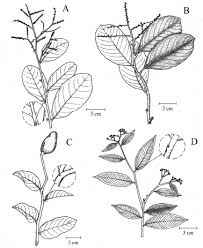 Image result for Chrysobalanaceae