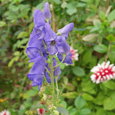 Image result for Cussonia arenicola