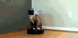 By irrelevanthiccup, posted 6 years ago digital artist. Easter Bunny Cat On Irobot Roomba Senor Gif Pronounced Gif Or Jif