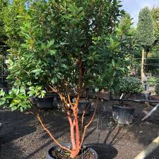 Image result for Andrachne ovalis