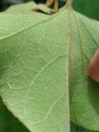 Image result for Thespesia garckeana