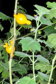 Image result for Solanum mammosum