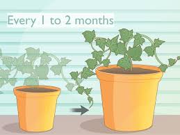 The secret to growing healthy ivy is to provide cool nights with bright days. 4 Ways To Grow Ivy From Cuttings Wikihow