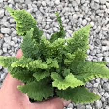 Image result for Polystichum
