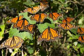 Abriran Los Santuarios De La Mariposa Monarca El Sabado 28 De Noviembre 24 Horas