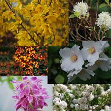 Shrubs, bushes & hedgesfilter applied. Spring Flowering Shrubs Bundle Emerald Plants