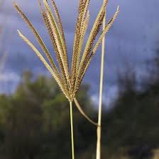 Image result for Chloris gayana