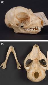 The mohol bushbaby (galago moholi) is a species of primate in the family galagidae which is native to mesic woodlands of the southern afrotropics. Galago An Overview Sciencedirect Topics