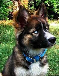 We did not find results for: Baby German Husky Novocom Top