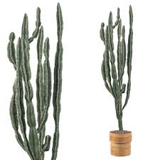 Image result for Euphorbia candelabrum