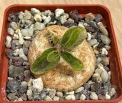 Image result for Raphionacme