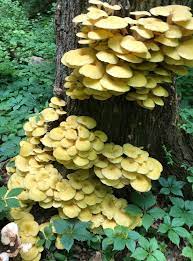 Maybe you would like to learn more about one of these? 2021 Workshops For Morel And Oyster Mushrooms Certification Scheduled Horticulture And Home Pest News