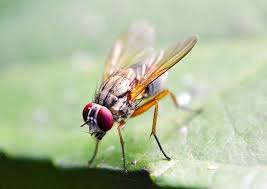Free Pictures Flying 692 Images Found Fruit Flies How To Attract Hummingbirds Fruit Fly Trap