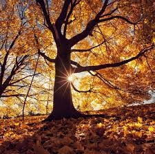 We did not find results for: 14 Best Autumn Poems Classic Poems About Fall