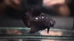 I've managed to be able to obtain a wonder pair of black samurai halfmoon plakat bettas at my local fish store! Betta Fish Super Black Samurai Halfmoon Plakat Male 189 Youtube