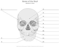 Front Bones Of Skull Worksheet Education Subject Anatomy Bones Skull Anatomy Skeleton Anatomy