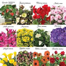 Flower Of The Month Club Brecksgifts Com Flowers Month Flowers Planting Flowers