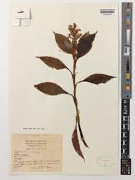 Image result for Polysphaeria harrisii