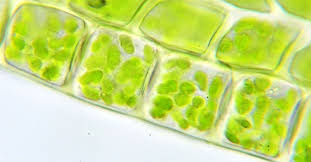 Students can learn more about the chloroplast structure and the functions here. Chloroplasts Definition Structure Function And Microscopy