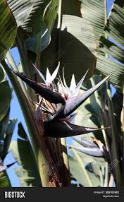 Do not plant bird of paradise too deeply in the pot. Giant Bird Paradise Image Photo Free Trial Bigstock