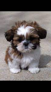 Looks Like My Oliver Cute Baby Animals Shitzu Puppies Cute Puppies