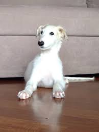 Baby Borzoi Borzoi Puppy Cat And Dog Photos Borzoi