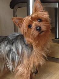 yorkshire terrier rude yorkshire terrier terrierwelpen yorkshire