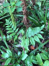 Image result for Anemiaceae