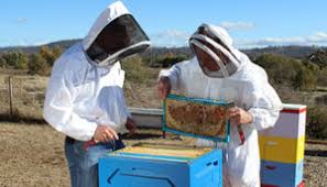 Effects of parasite and pathogen shared between bee species. Beekeeper Survey Reveals Pest And Disease Threats To Honey Bees Farm Biosecurity