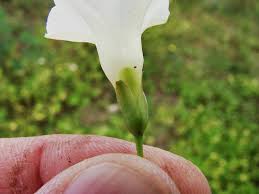 Image result for Merremia quinquefolia