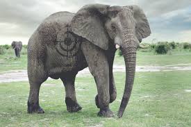 Why would anyone shoot an elephant for ...