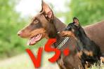 5 Things to Know About Miniature Pinschers