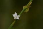 Image result for Oxygonum dregeanum