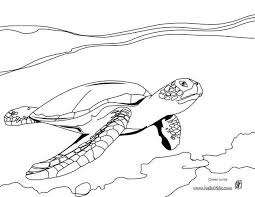 We Have Selected This Green Turtle Coloring Page Nice Pets Drawing For Kids More Animals Coloring Pa Turtle Coloring Pages Animal Coloring Pages Pets Drawing
