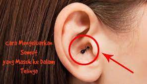 Hindari juga mengeluarkan semut dari telinga dengan mengoreknya dengan benda asing. Mengatasi Semut Masuk Dalam Telinga Pen Hitam Dot Com Facebook