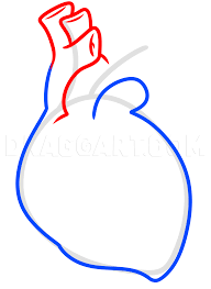 It graces all manner of objects, from as common as the shape is, many find it difficult to draw a perfect heart shape. Drawing A Human Heart For Kids Step By Step Drawing Guide By Dawn Dragoart Com