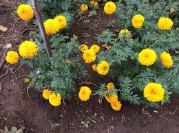 Maybe you would like to learn more about one of these? Kokok Dirgantoro On Twitter Bisa Dibayangkan Pendapatan Dari Jualan Bibit Saja Sudah Berapa Utk Bunga Marigold Segar Permintaan Harian Di Bali 6 7 Ton