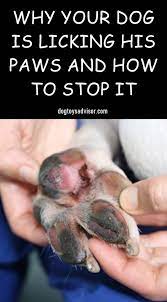 Pin On Dog Care