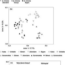 Image result for Erica kingaensis