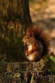 By Rifi2 Cute Squirrel Animals Beautiful Pet Birds