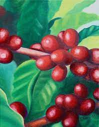 Kona Coffee Berries Yummy Fine Art Hawaii Painting Oil On Canvas Www Gallerykristine Com Granos De Cafe Mata De Cafe Cafe