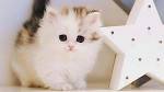 Munchkin Cat Breed Profile | Petfinder