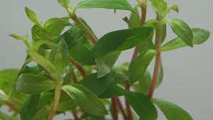 Image result for Nesaea