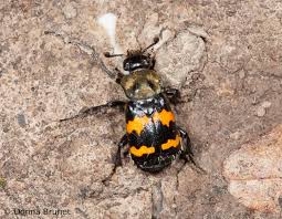 Kissing bugs are oval in the abdomen but their thorax and head give them a conical shape toward the front. Carrion Beetles Burying Beetles Sexton Beetles Silphids Mdc Teacher Portal