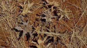 Image result for Harpagophytum zeyheri