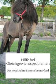 hilfe bei gleichgewichtsproblemen beim pferd pferd bodenarbeit pferd muskelaufbau pferd