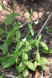 Image result for Canscora alata