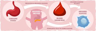 Glucagon was originally thought to be a contaminant that caused hyperglycemia found in pancreatic extracts in studies from 1923. Insulin Resistance And Keto Diet Research Treatment