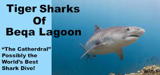 Tiger Sharks of Beqa Lagoon - Aquaventure Dive & Photo Center