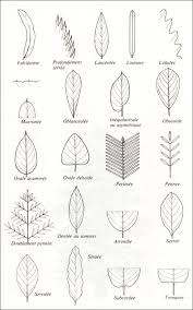 La Forme Des Feuilles Dessin Feuille Reconnaitre Les Arbres Feuille Arbre